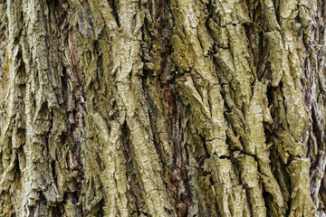bark of a tree. wood texture. wood background