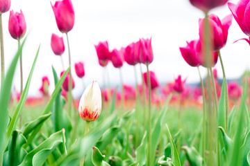 White and red french tulip in a flower field, among pink triumph tulips, with a blurry background, and focus on one different flower.