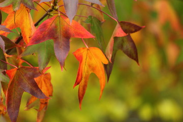 autumn red leaves hanging on the trees