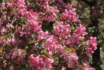 pink flowers of crabapple tree at spring