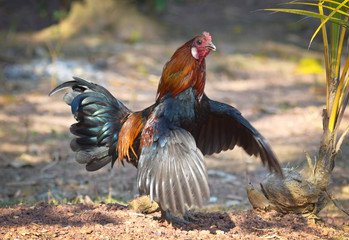 Red rooster on nature background