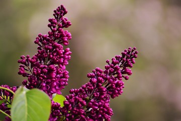 Blume Blüte Lila Violett Knospen