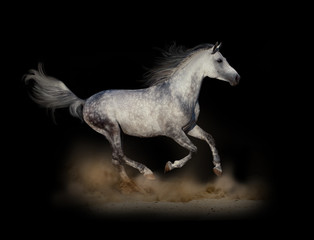 Obraz na płótnie Canvas Arabian stallion runs fast in dark