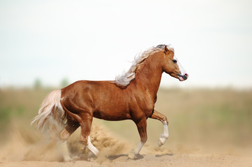 Obraz na płótnie Canvas Welsh pony stallion in the field
