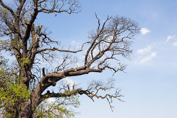 Old Ash Tree With Beautiful Canopy In The Nature