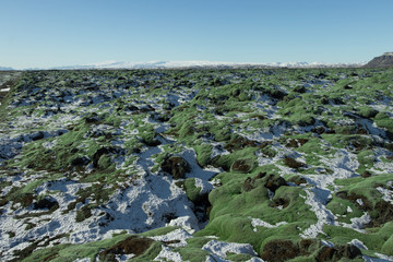 Iceland Moss on lava rock ﬁelds.Iceland moss (Cetraria islandica) is a lichen