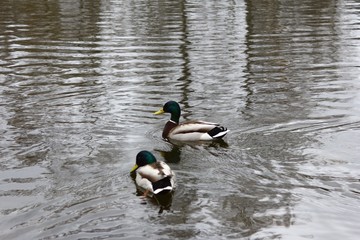 ducks on the lake