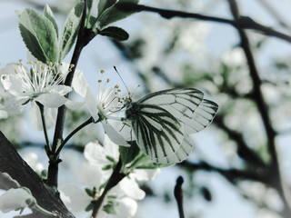 butterfly on flower