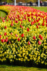 Red tulips near Buckingham Palace in London - obrazy, fototapety, plakaty