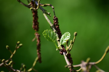 Frühling Knospen Blätter Zweig Baum Grüner Hintergrund Deko Wallpaper Bokeh