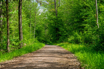 Obraz premium Germany, Dreamy dirt track through green forest