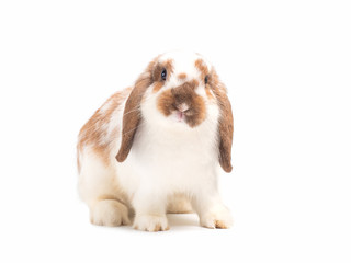 Adorable gray holland lop rabbit isolated on white background. Lovely action of young rabbit.