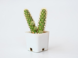 Green cactus in white pot on white background.