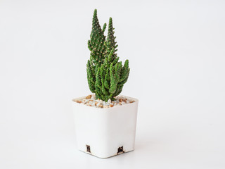 Green cactus in white pot on white background.