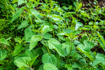 Natural stinging nettle plant in forest