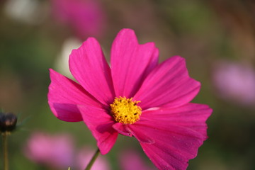 Obraz premium flower