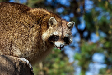 Naklejka na ściany i meble Portrait of adult female common raccoon