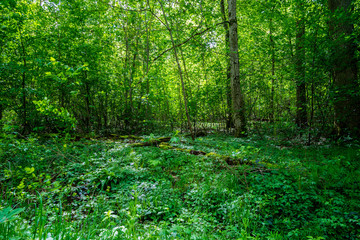 Fototapeta na wymiar Germany, breathing clean air in green thicket of natural forest in springtime