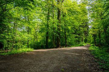 Germany, Forest track fork under green trees