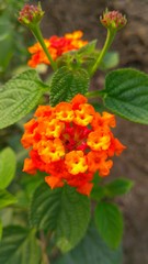Exploring worst beauty....... Its a weed plant bloom, representing nature's beauty...