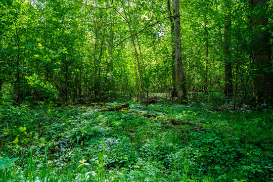 Germany, breathing clean air in green thicket of natural forest in springtime