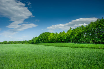 Green field with grain, forest and clouds on a blue sky