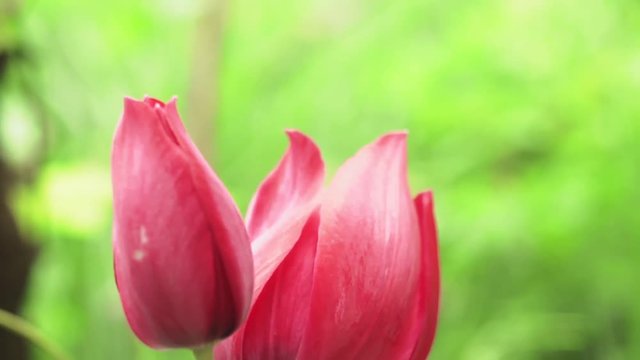 beautiful pink Tulip flower close up