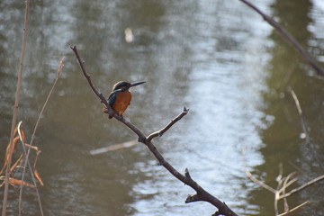 kingfisher on a branch