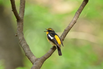 bird on a branch