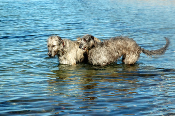 Two large dogs, a scottish deerhound and an irish wolfhound in the water on a suny day