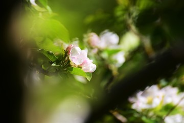 Apfelblüte Blume Lichtspiel Bokeh Natur Magie Deko