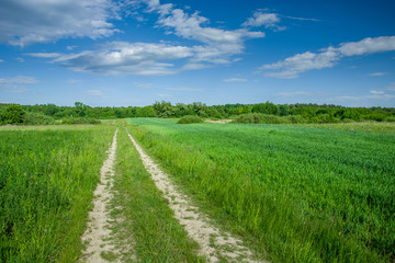 Fototapeta na wymiar Road through green field with grain, forest on horizon and clouds on blue sky