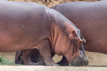 A common hippopotamus peers eats next to its mate (Hippopotamus amphibius).