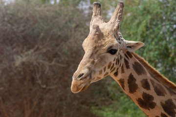 A close up of a giraffe  head (giraffa) with green bushes in background.