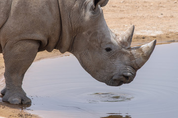 A white rhinoceros or square-lipped rhinoceros (Ceratotherium simum) close-up drinking at a waterhole.