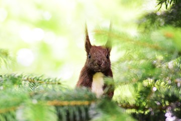 Squirrel Eichhörnchen Nagetier Futtersuche Frisst Nahrung Tier Natur niedlich putzig süß