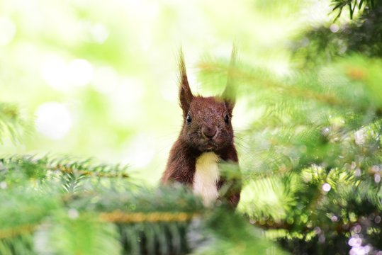 Squirrel Eichh&ouml;rnchen Nagetier Futtersuche Frisst Nahrung Tier Natur niedlich putzig s&uuml;&szlig;