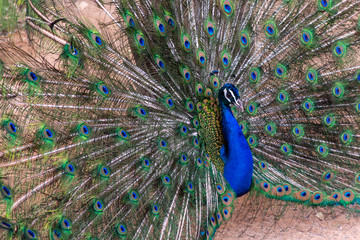Naklejka premium Indian Peacock (Pavo cristatus) male spreading its feathers showing off colours.
