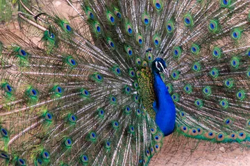 Fotobehang Indian Peacock (Pavo cristatus) male spreading its feathers showing off colours. © KingmaPhotos