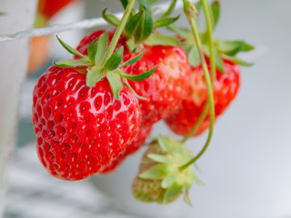 家庭菜園のイチゴ