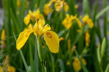 wild iris endemic flower of the valleys of comacchio