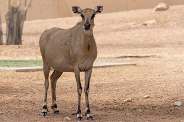 Nilgai (Boselaphus tragocamelus) or Blue Bull standing in the desert sand.