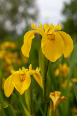 wild iris endemic flower of the valleys of comacchio