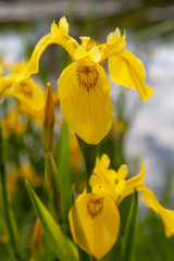 wild iris endemic flower of the valleys of comacchio