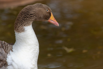 Greylag goose (anser answer) close up of brown head, orange beak and white feathers.