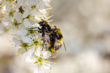 Hummel sitzt auf weißen Kirschblüten und paaren sich