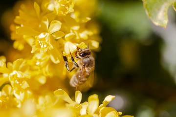 eine Honigbiene sammelt an einer Blume (Mahonie) Honig