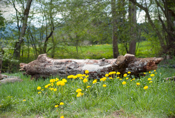 A wood log in a filed of dandelions. Countryside view with a log and the alps on the second plan
