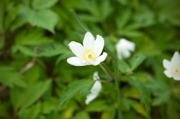White field white flower. Close up view of a little white flowers