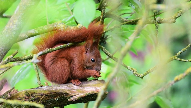 Squirrel Eichh&ouml;rnchen Nagetier Futtersuche Frisst Nahrung Tier Natur niedlich putzig s&uuml;&szlig;